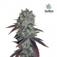 Fastberry Auto - FastBuds